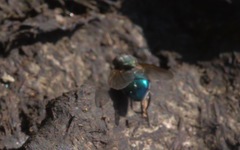 Eudasyphora cyanella