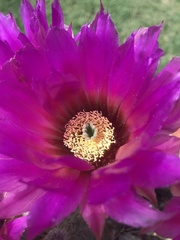 Echinocereus