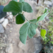 Acacia humifusa
