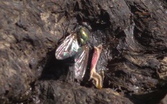 Eudasyphora cyanella