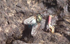 Eudasyphora cyanella