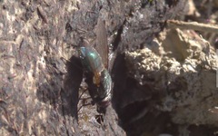 Eudasyphora cyanella