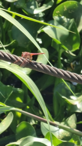 Violet Dropwing