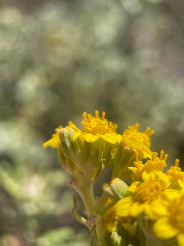 Eriophyllum staechadifolium, photograph 6