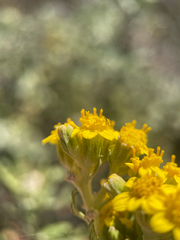Eriophyllum staechadifolium, photograph author not stated, no rights reserved