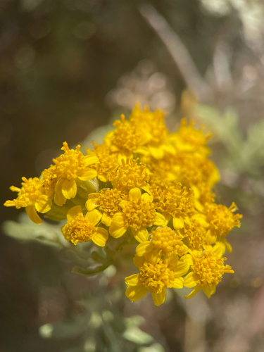 Eriophyllum staechadifolium, photograph 5