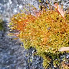 Vinealobryum vineale