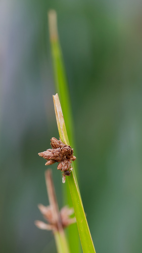 Schoenoplectus americanus, photograph 1