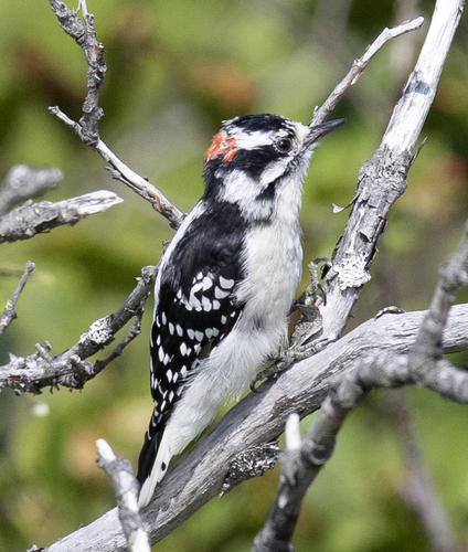 Downy Woodpecker