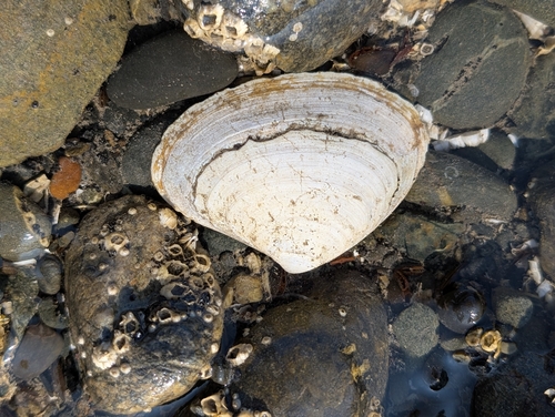 Mactromeris polynyma observed 2026-08-08