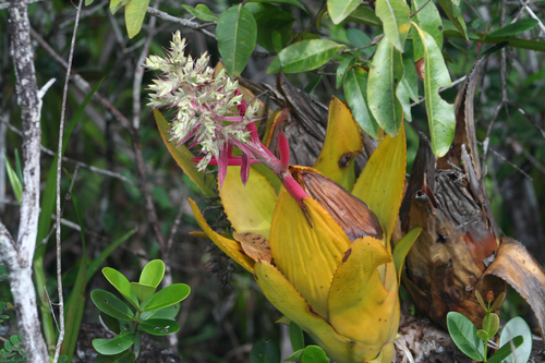 Aechmea brassicoides (Aechmea brassicoides)