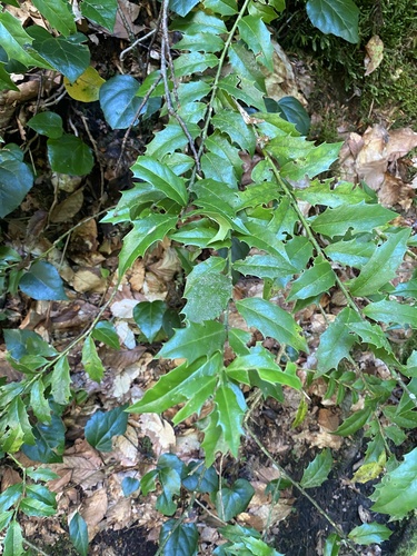 Ilex colchica, photograph 4