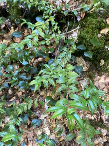 Ilex colchica, photograph 5