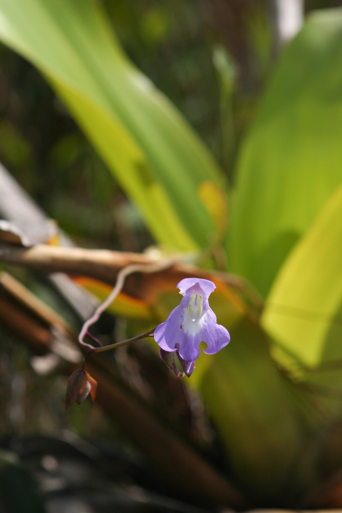 Utricularia humboldtii