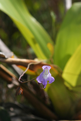 (c) Cody Hinchliff, some rights reserved (CC BY) Utricularia humboldtii, photograph (c) Cody Hinchliff, some rights reserved (CC BY)