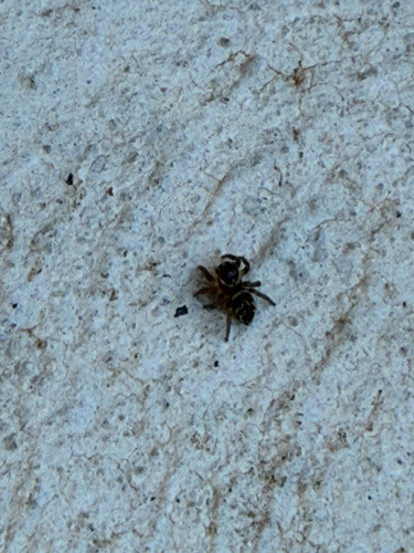 White Banded House Jumper