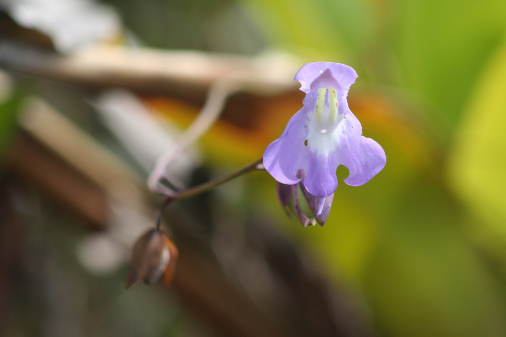 Utricularia humboldtii; photograph (c) Cody Hinchliff, some rights reserved (CC BY)