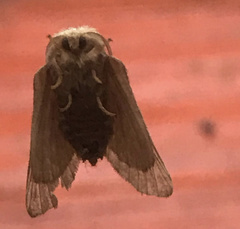 Phyllodesma americana