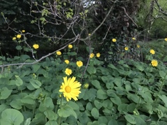 Doronicum pardalianches