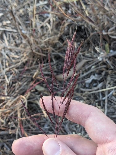 Australian Bluestem