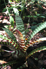 Lutheria splendens