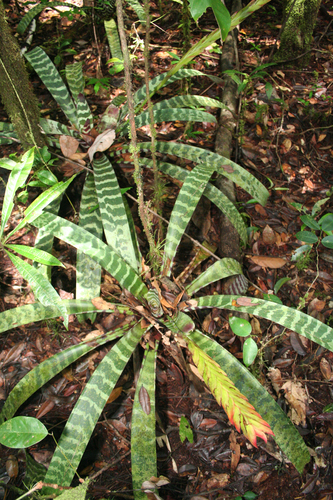 Lutheria splendens, photograph 2