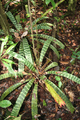 Lutheria splendens, photograph (c) Cody Hinchliff, some rights reserved (CC BY)