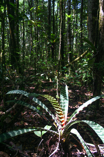Lutheria splendens, photograph 3