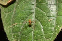 Xenopterella obliqua