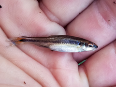 Pteronotropis harperi