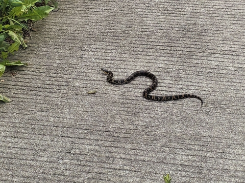Manchurian Black Ratsnake