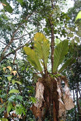 Anthurium jenmanii, photograph 4