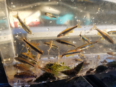 Pteronotropis metallicus