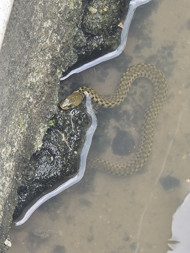 Yellow-spotted Keelback