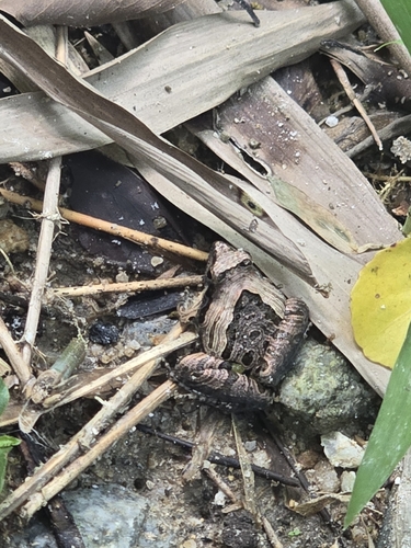 Beautiful Pygmy Frog