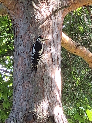 Great Spotted Woodpecker