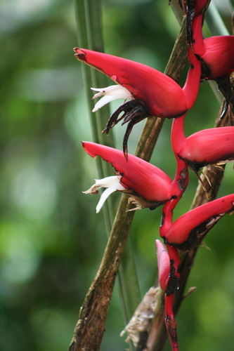 Heliconia pendula (Heliconia pendula)