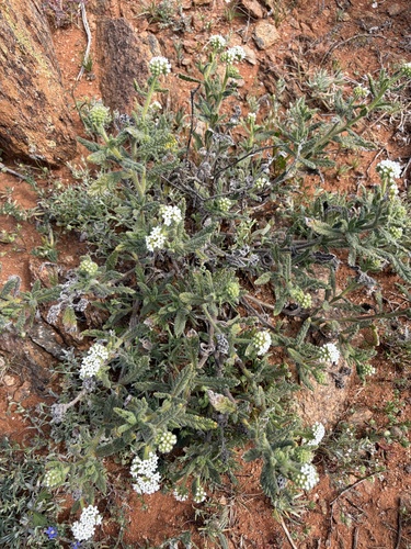 Rough Heliotrope