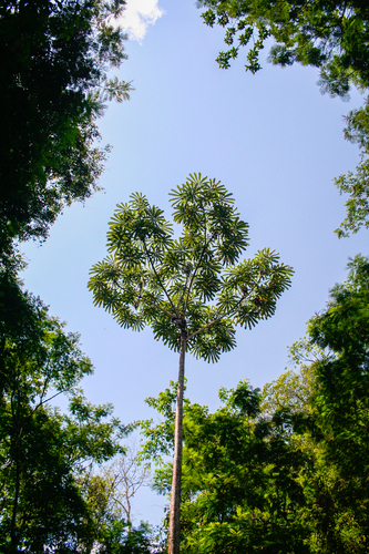 Cecropia sciadophylla