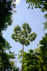 Cecropia sciadophylla