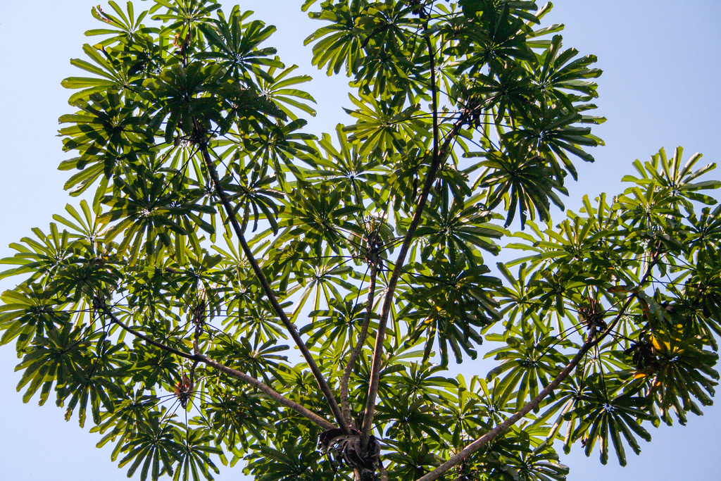 Cecropia sciadophylla; photograph (c) Cody Hinchliff, some rights reserved (CC BY)
