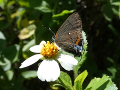 Electrostrymon angelia