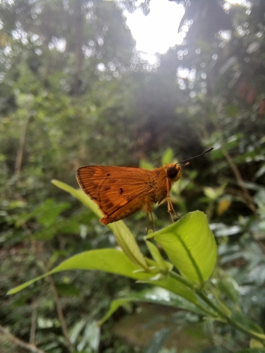 Smaller Dartlet