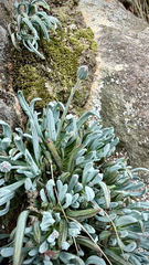 Curio repens
