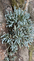 Curio repens, photograph (c) Deon van Eeden, some rights reserved (CC BY-SA)