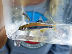 Pteronotropis metallicus