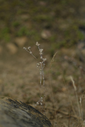 Logfia minima, photograph 1