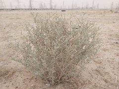 Heliotropium bacciferum