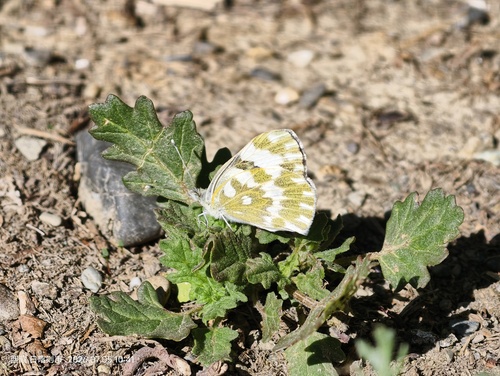 Eastern Bath White