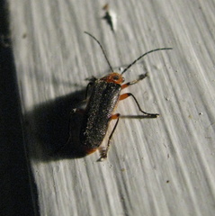 Atalantycha bilineata